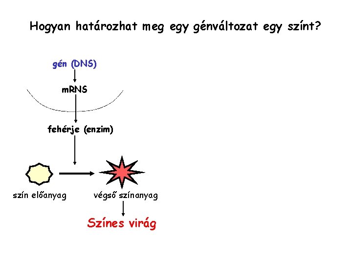 Hogyan határozhat meg egy génváltozat egy színt? gén (DNS) m. RNS fehérje (enzim) szín