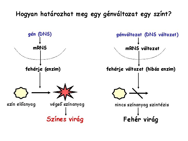 Hogyan határozhat meg egy génváltozat egy színt? gén (DNS) m. RNS változat fehérje (enzim)