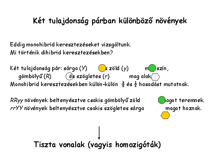 Két tulajdonság párban különböző növények Eddig monohibrid keresztezéseket vizsgáltunk. Mi történik dihibrid keresztezésekben? Két