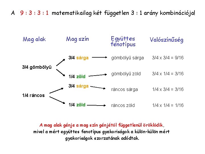 A 9 : 3 : 1 matematikailag két független 3 : 1 arány kombinációja!