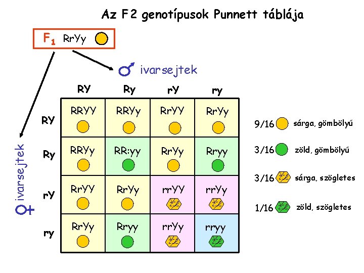 Az F 2 genotípusok Punnett táblája F 1 Rr. Yy ivarsejtek RY Ry r.