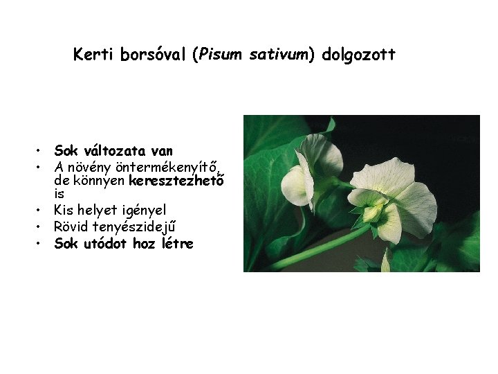 Kerti borsóval (Pisum sativum) dolgozott • Sok változata van • A növény öntermékenyítő, de