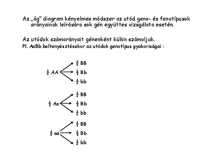 Az „ág” diagram kényelmes módszer az utód geno- és fenotípusok arányainak leírására sok gén