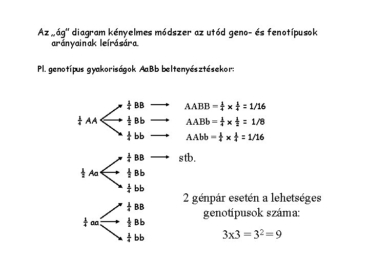 Az „ág” diagram kényelmes módszer az utód geno- és fenotípusok arányainak leírására. Pl. genotípus