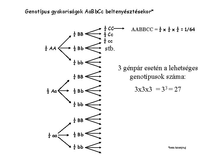 Genotípus gyakoriságok Aa. Bb. Cc beltenyésztésekor* ¼ AA ¼ BB ¼ CC ½ Cc