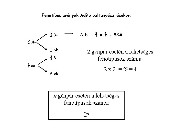 Fenotípus arányok Aa. Bb beltenyésztésekor: ¾ B- A-B- = ¾ x ¾ = 9/16