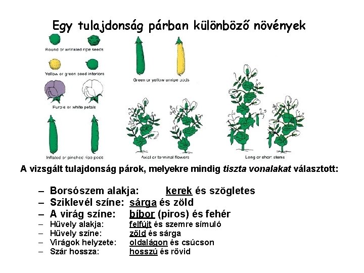 Egy tulajdonság párban különböző növények A vizsgált tulajdonság párok, melyekre mindig tiszta vonalakat választott: