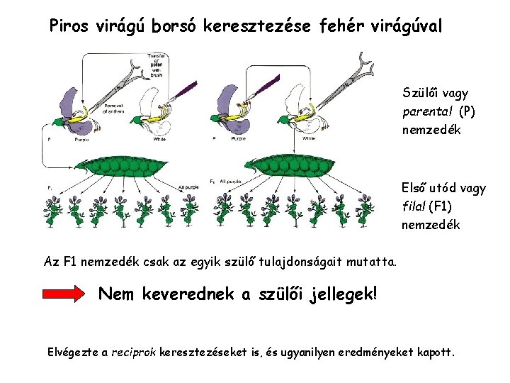 Piros virágú borsó keresztezése fehér virágúval Szülői vagy parental (P) nemzedék Első utód vagy