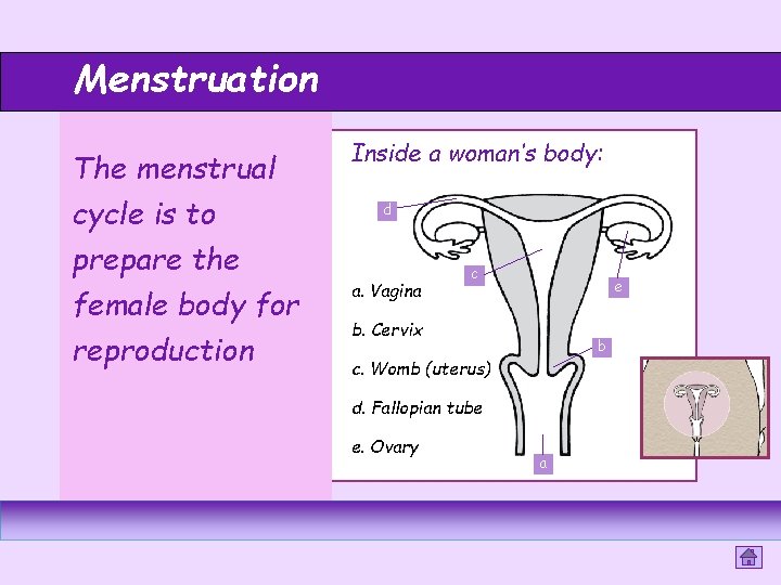 Menstruation The menstrual cycle is to prepare the female body for reproduction Inside a