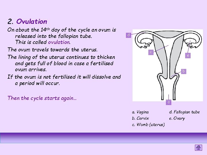 2. Ovulation On about the 14 th day of the cycle an ovum is