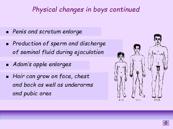 Physical changes in boys continued n n Penis and scrotum enlarge Production of sperm