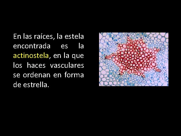 En las raíces, la estela encontrada es la actinostela, en la que los haces