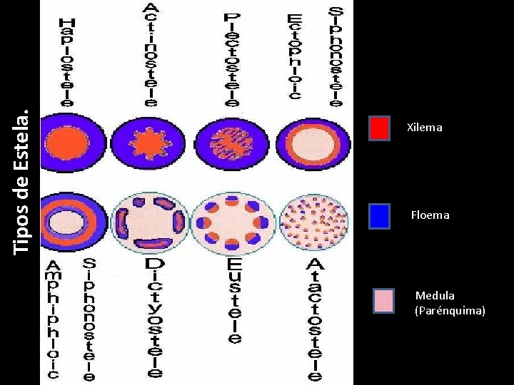 Tipos de Estela. Xilema Floema Medula (Parénquima) 