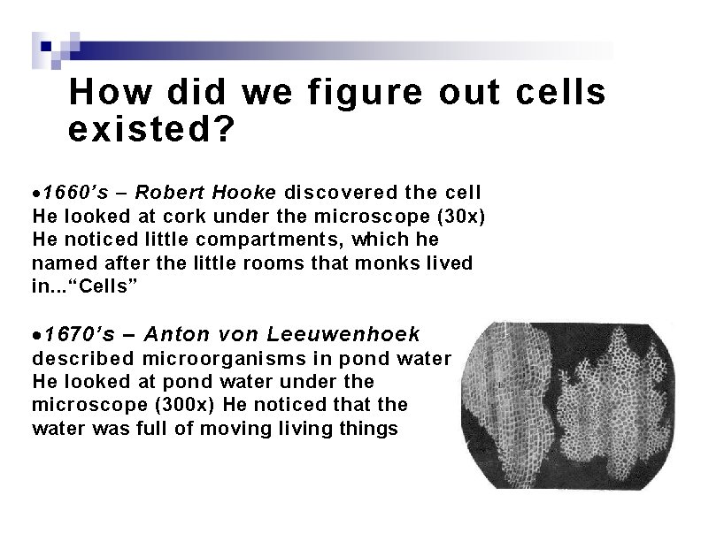 How did we figure out cells existed? · 1660’s – Robert Hooke discovered the