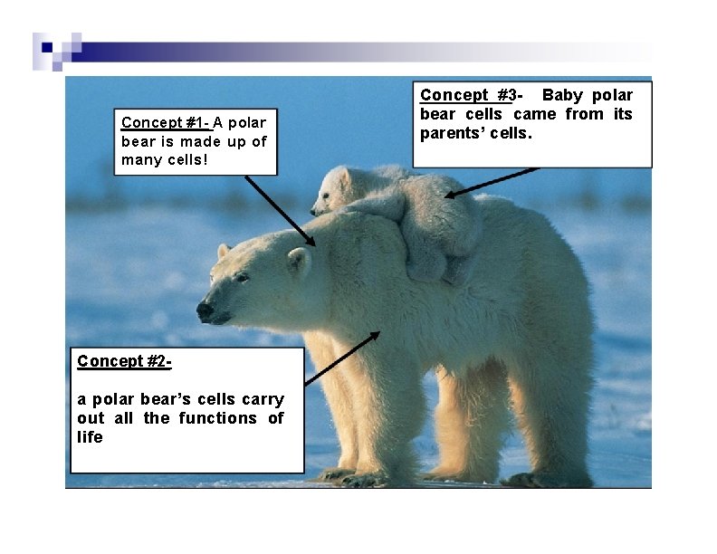 Concept #1 - A polar bear is made up of many cells! Concept #2