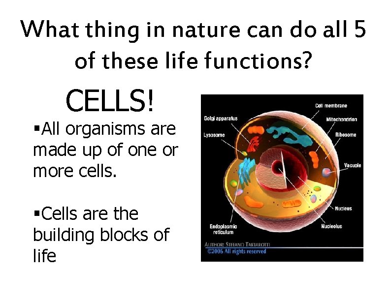 What thing in nature can do all 5 of these life functions? CELLS! §All