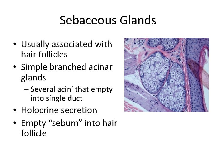 Sebaceous Glands • Usually associated with hair follicles • Simple branched acinar glands –