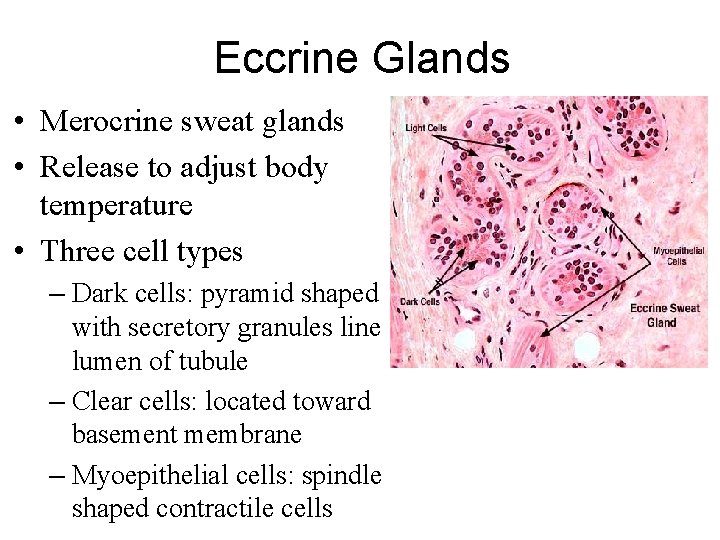 Eccrine Glands • Merocrine sweat glands • Release to adjust body temperature • Three Eccrine Glands • Merocrine sweat glands • Release to adjust body temperature • Three