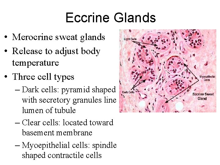 Eccrine Glands • Merocrine sweat glands • Release to adjust body temperature • Three