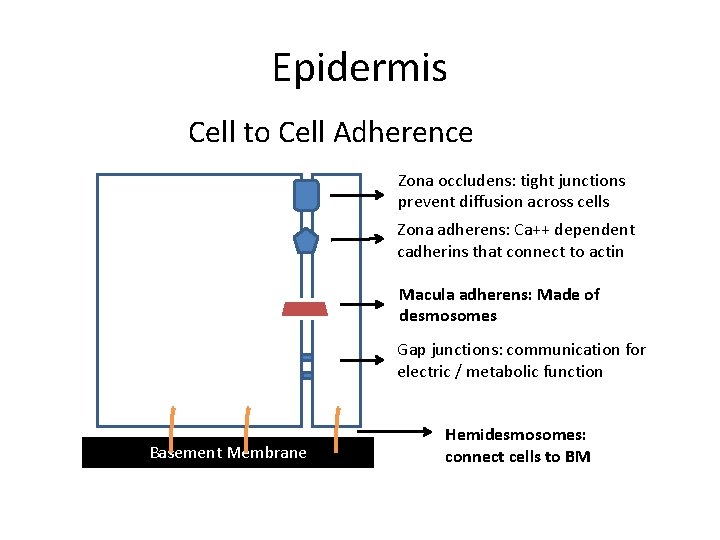 Epidermis Cell to Cell Adherence Zona occludens: tight junctions prevent diffusion across cells Zona