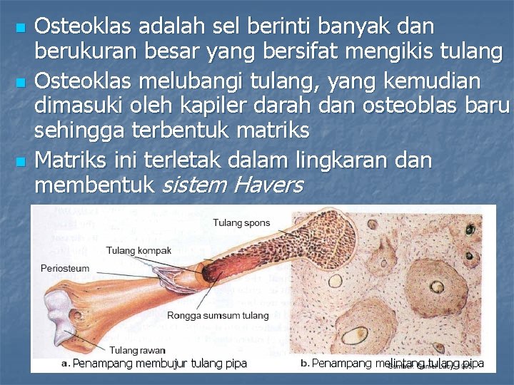 n n n Osteoklas adalah sel berinti banyak dan berukuran besar yang bersifat mengikis