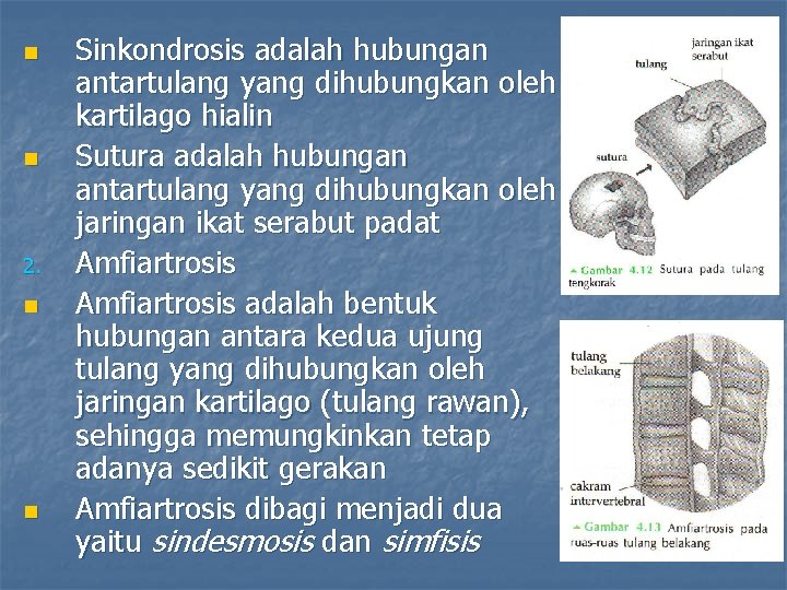 n n 2. n n Sinkondrosis adalah hubungan antartulang yang dihubungkan oleh kartilago hialin