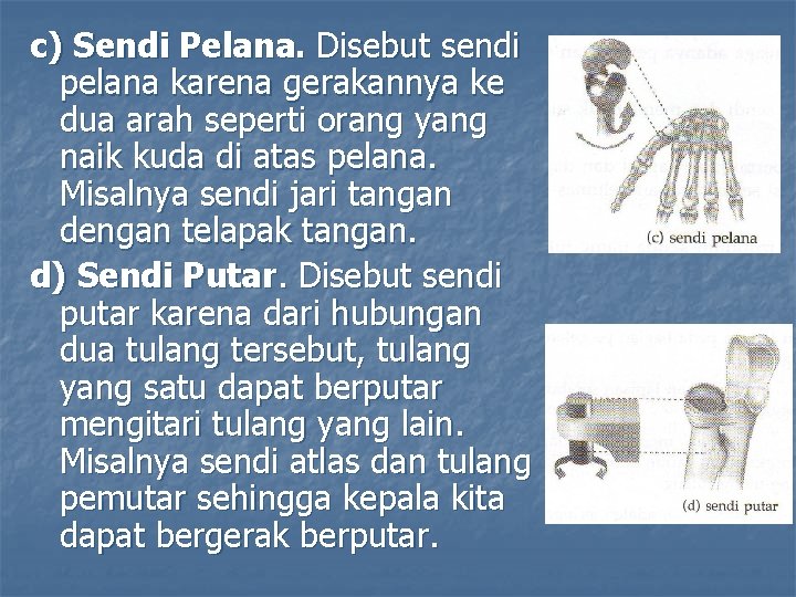 c) Sendi Pelana. Disebut sendi pelana karena gerakannya ke dua arah seperti orang yang