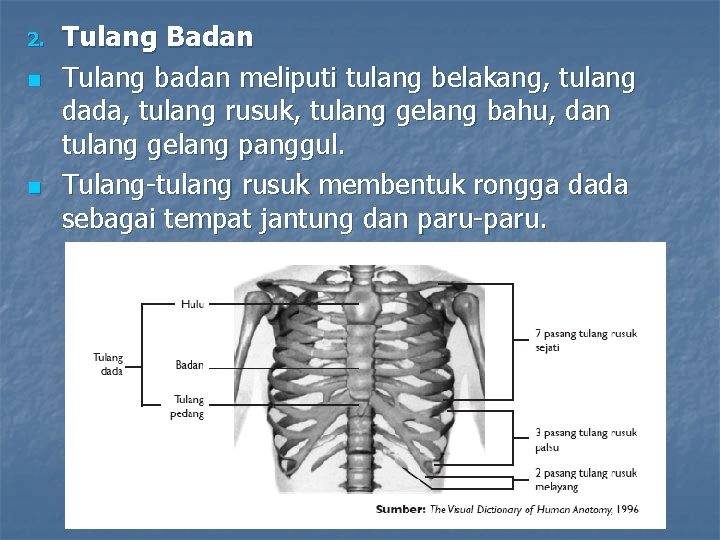 2. n n Tulang Badan Tulang badan meliputi tulang belakang, tulang dada, tulang rusuk,