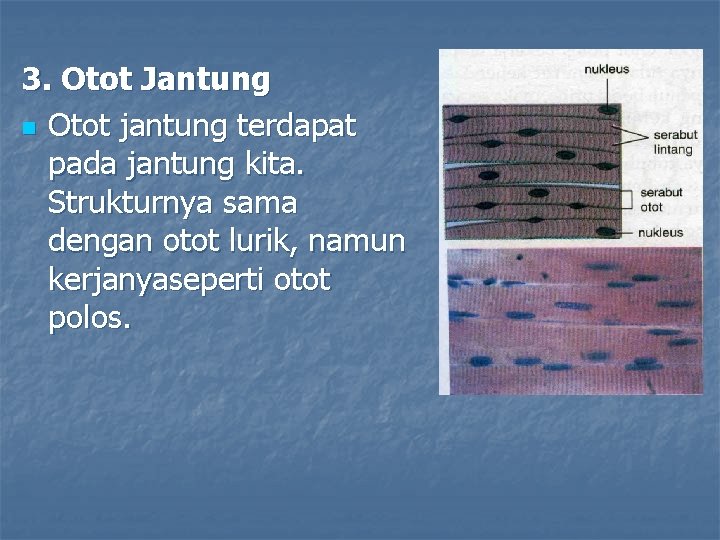 3. Otot Jantung n Otot jantung terdapat pada jantung kita. Strukturnya sama dengan otot