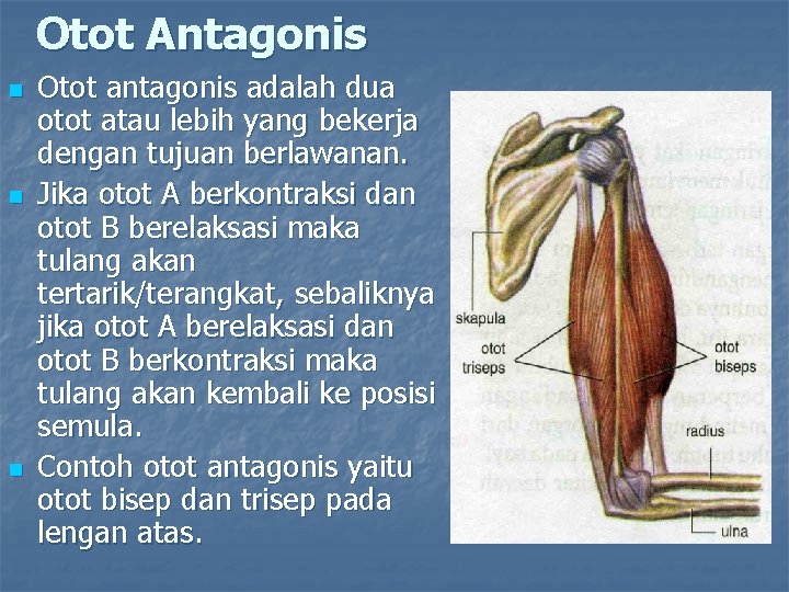 Otot Antagonis n n n Otot antagonis adalah dua otot atau lebih yang bekerja