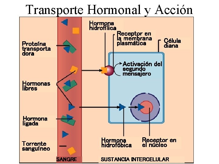 Transporte Hormonal y Acción Hormona hidrofílica Proteína transporta dora Receptor en la membrana plasmática