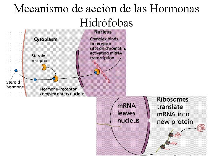 Mecanismo de acción de las Hormonas Hidrófobas 