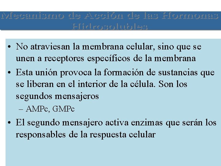  • No atraviesan la membrana celular, sino que se unen a receptores específicos