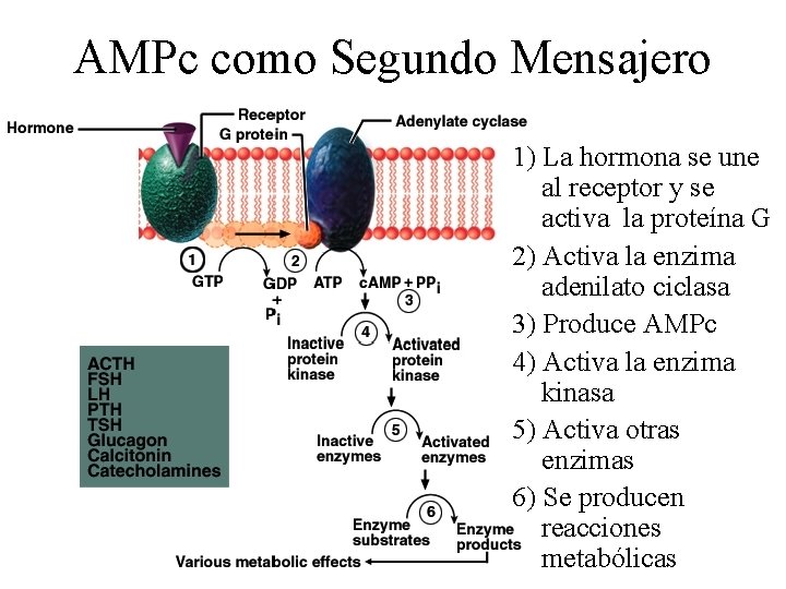 AMPc como Segundo Mensajero 1) La hormona se une al receptor y se activa