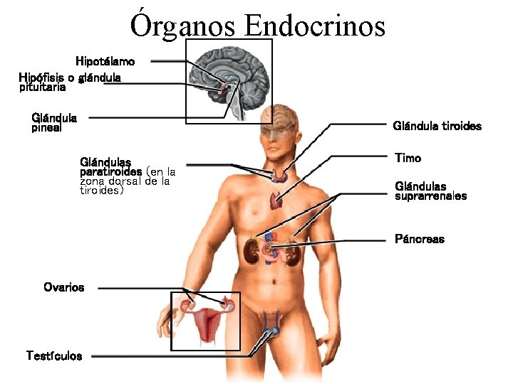 Órganos Endocrinos Hipotálamo Hipófisis o glándula pituitaria Glándula pineal Glándula tiroides Glándulas paratiroides (en