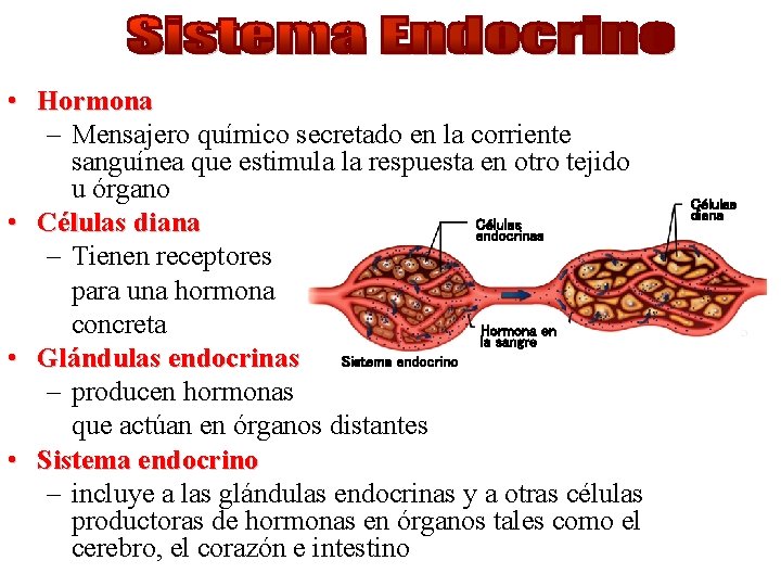  • Hormona – Mensajero químico secretado en la corriente sanguínea que estimula la