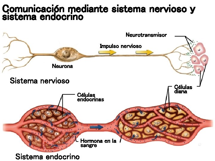 Comunicación mediante sistema nervioso y sistema endocrino Neurotransmisor Impulso nervioso Neurona Sistema nervioso Células Comunicación mediante sistema nervioso y sistema endocrino Neurotransmisor Impulso nervioso Neurona Sistema nervioso Células