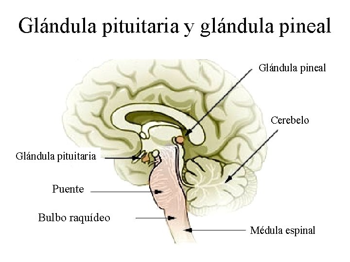 Glándula pituitaria y glándula pineal Glándula pineal Cerebelo Glándula pituitaria Puente Bulbo raquídeo Médula Glándula pituitaria y glándula pineal Glándula pineal Cerebelo Glándula pituitaria Puente Bulbo raquídeo Médula
