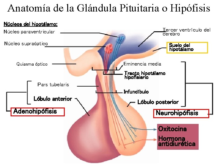 Anatomía de la Glándula Pituitaria o Hipófisis Núcleos del hipotálamo: Núcleo paraventricular Tercer ventrículo