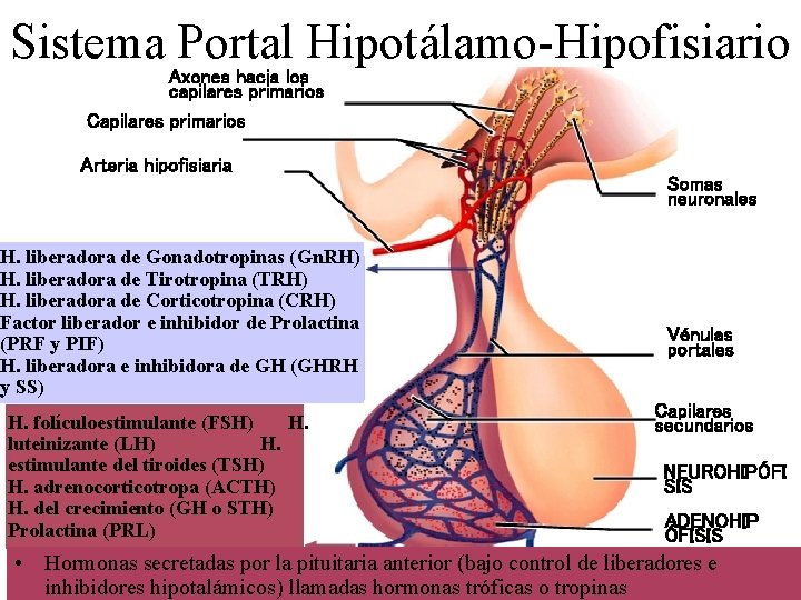 Sistema Portal Hipotálamo-Hipofisiario Axones hacia los capilares primarios Capilares primarios Arteria hipofisiaria H. liberadora