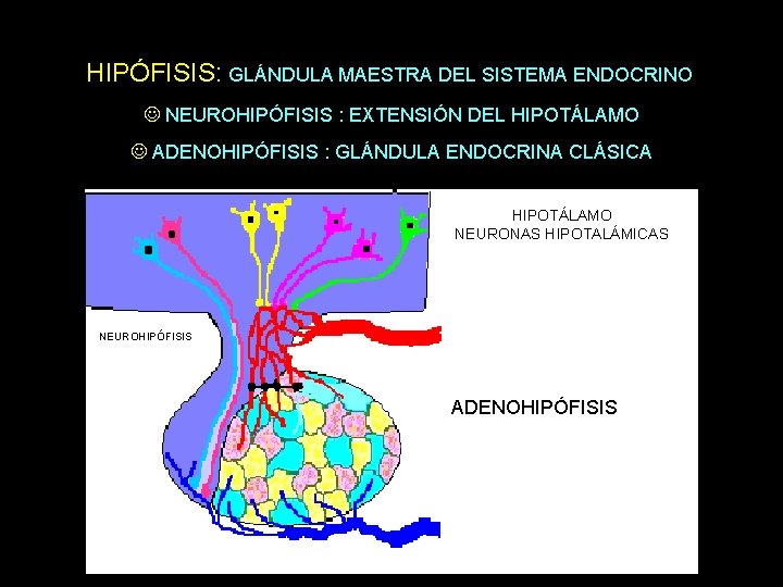 HIPÓFISIS: GLÁNDULA MAESTRA DEL SISTEMA ENDOCRINO NEUROHIPÓFISIS : EXTENSIÓN DEL HIPOTÁLAMO ADENOHIPÓFISIS : GLÁNDULA