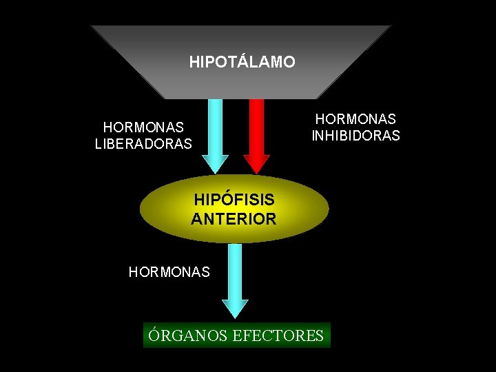 HIPOTÁLAMO HORMONAS LIBERADORAS HORMONAS INHIBIDORAS HIPÓFISIS ANTERIOR HORMONAS ÓRGANOS EFECTORES 