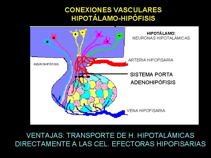 CONEXIONES VASCULARES HIPOTÁLAMO-HIPÓFISIS HIPOTÁLAMO: NEURONAS HIPOTALÁMICAS ARTERIA HIPOFISARIA NEUROHIPÓFISIS SISTEMA PORTA ADENOHIPÓFISIS VENA HIPOFISARIA