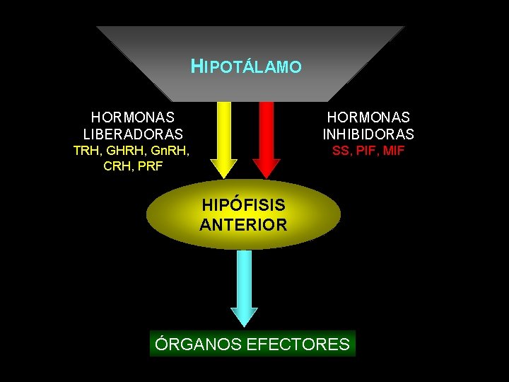 HIPOTÁLAMO HORMONAS LIBERADORAS HORMONAS INHIBIDORAS TRH, GHRH, Gn. RH, CRH, PRF SS, PIF, MIF