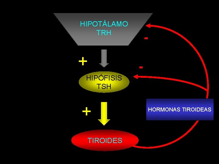 HIPOTÁLAMO TRH HIPÓFISIS TSH TIROIDES - HORMONAS TIROIDEAS 