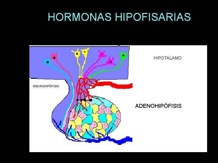 HORMONAS HIPOFISARIAS HIPOTÁLAMO NEUROHIPÓFISIS ADENOHIPÓFISIS 