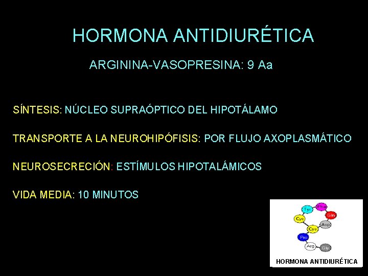 HORMONA ANTIDIURÉTICA ARGININA-VASOPRESINA: 9 Aa SÍNTESIS: NÚCLEO SUPRAÓPTICO DEL HIPOTÁLAMO TRANSPORTE A LA NEUROHIPÓFISIS: