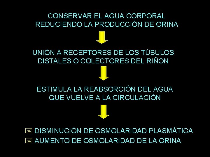 CONSERVAR EL AGUA CORPORAL REDUCIENDO LA PRODUCCIÓN DE ORINA UNIÓN A RECEPTORES DE LOS