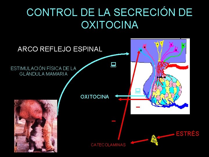 CONTROL DE LA SECRECIÓN DE OXITOCINA ARCO REFLEJO ESPINAL ESTIMULACIÓN FÍSICA DE LA GLÁNDULA