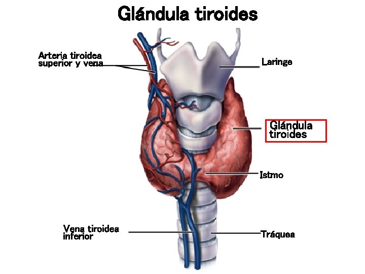 Glándula tiroides Arteria tiroidea superior y vena Laringe Glándula tiroides Istmo Vena tiroidea inferior